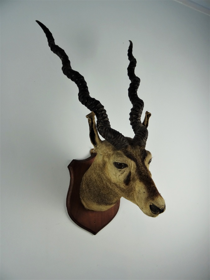 EDWARD GERRARD & SONS TAXIDERMY BLACKBUCK TROPHY HEAD